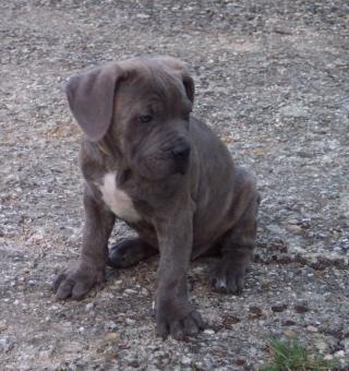http://the-backpackers-ranch.cowblog.fr/images/CaneCorso/Asko/1000774.jpg
