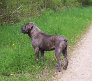 http://the-backpackers-ranch.cowblog.fr/images/CaneCorso/Asko/Photo518.jpg